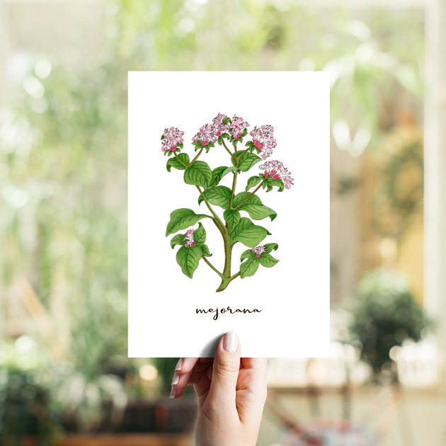 Mejorana Hierbas Aromáticas