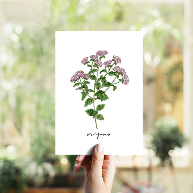 Orégano Hierbas Aromáticas