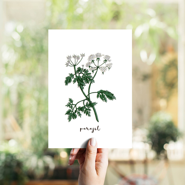 Perejil Hierbas Aromáticas