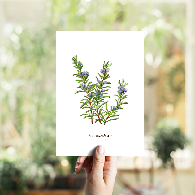 Romero Hierbas Aromáticas