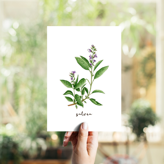 Salvia Hierbas Aromáticas