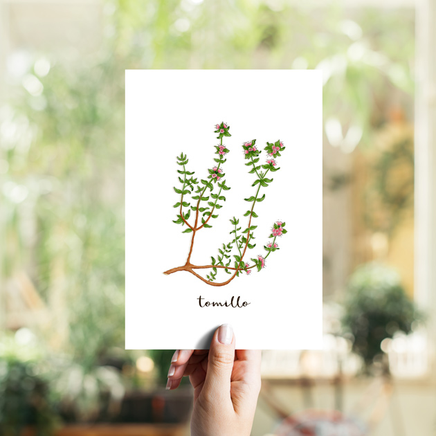 Tomillo Hierbas Aromáticas